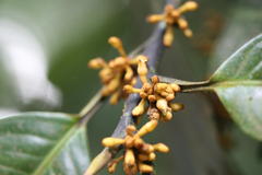 Myristica dactyloides